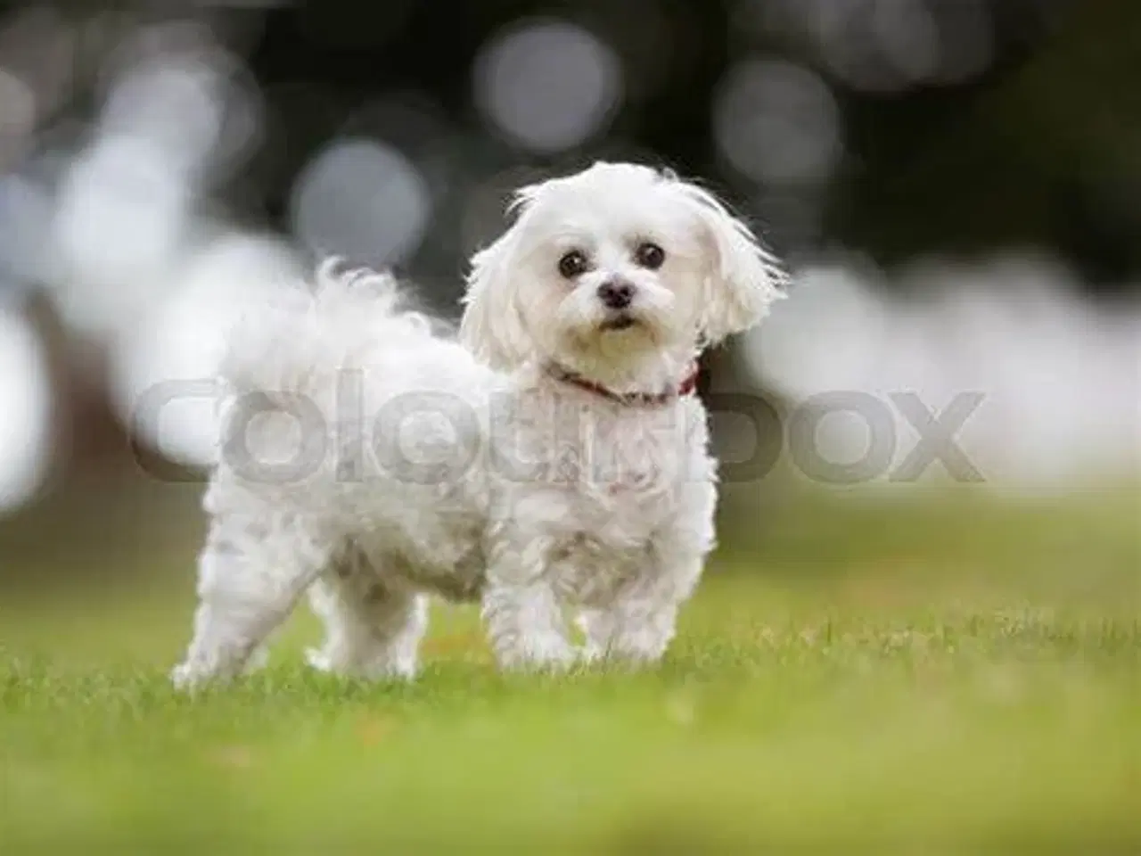 Billede 1 - søger lille voksen hund  i thy  eler mulighed for 