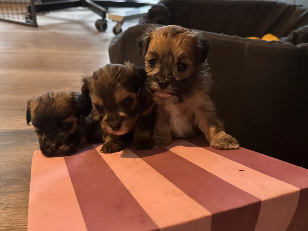 Billede 5 - Havapoo hvalpe. 