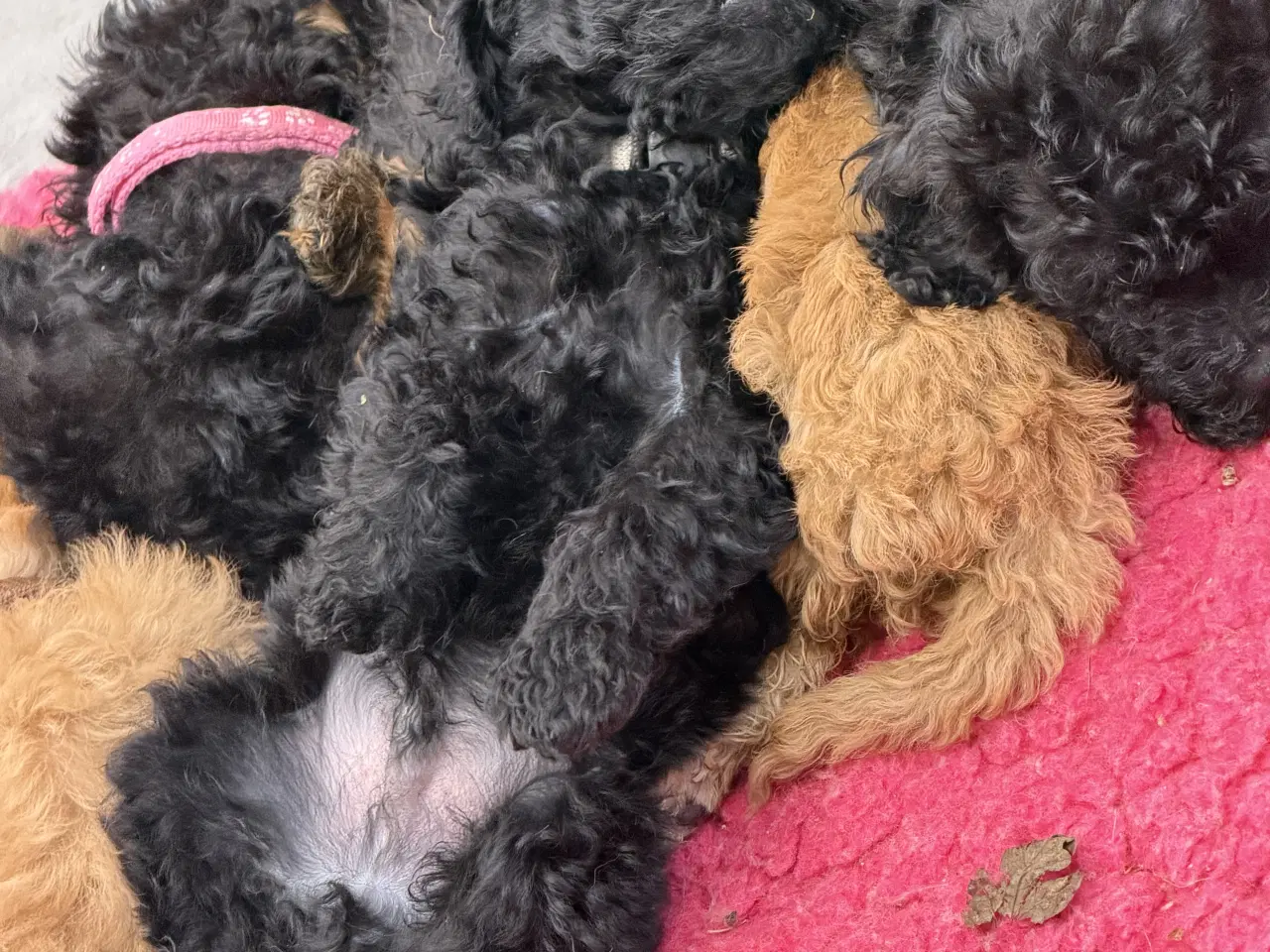 Billede 4 - Cavapoo hvalpe 