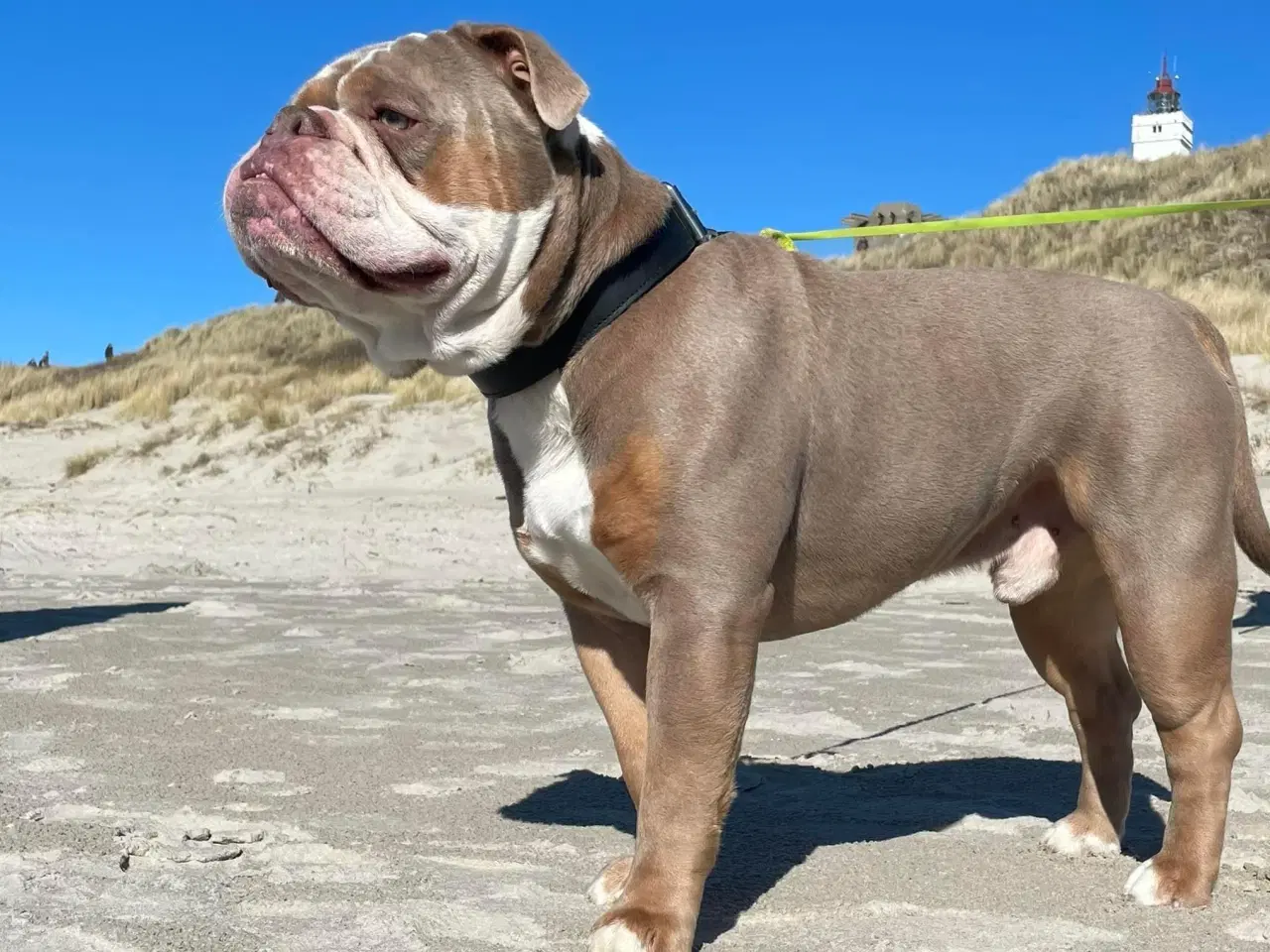 Billede 3 - Old english bulldog til avl