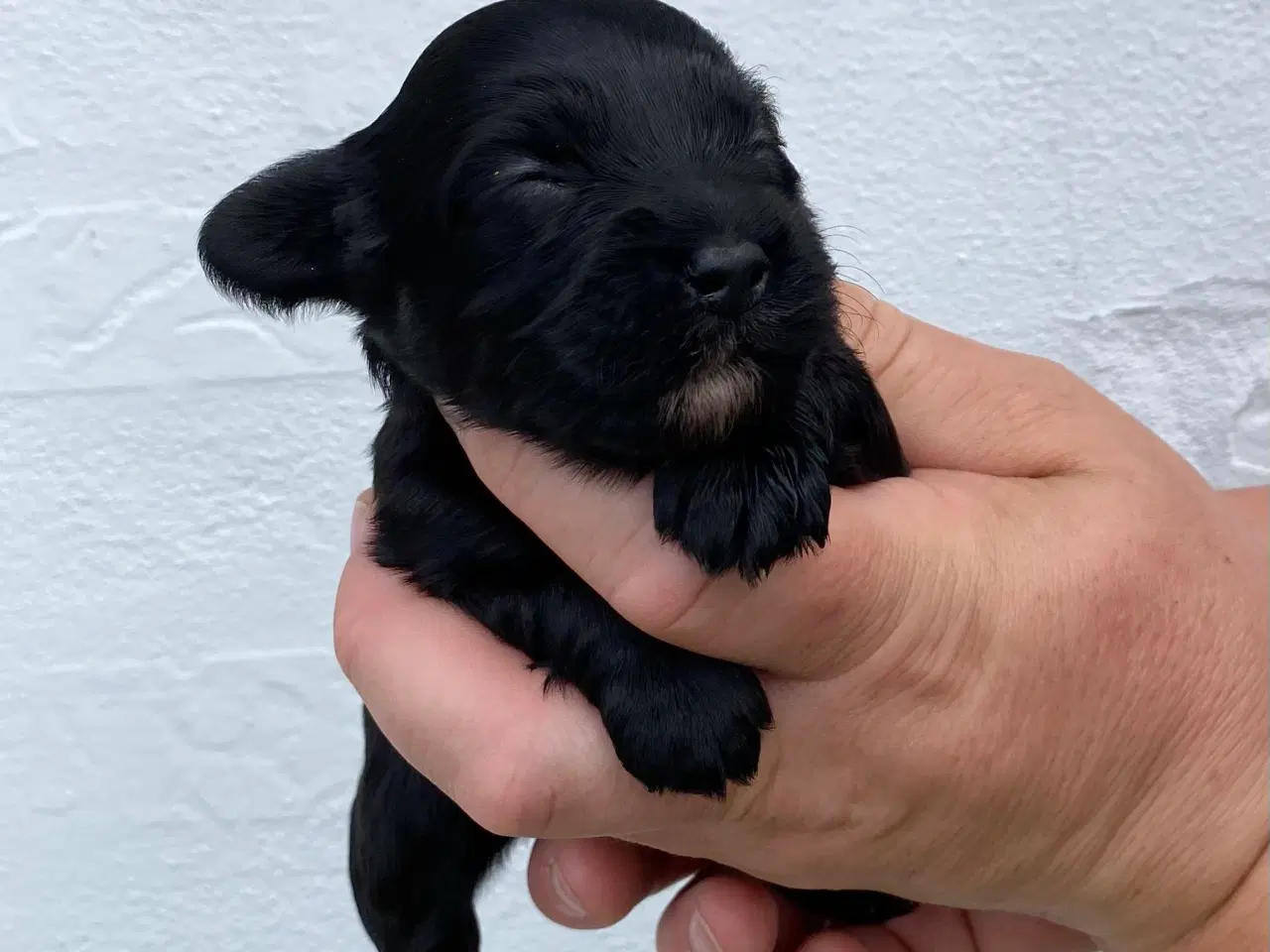 Billede 2 - Bichon Havanais DKK 