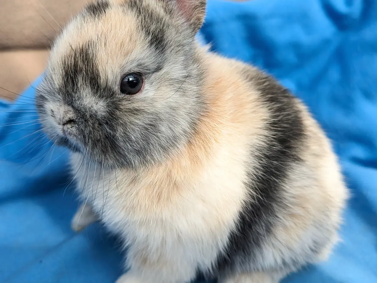 Billede 2 - Hermelin kaninunge sælges