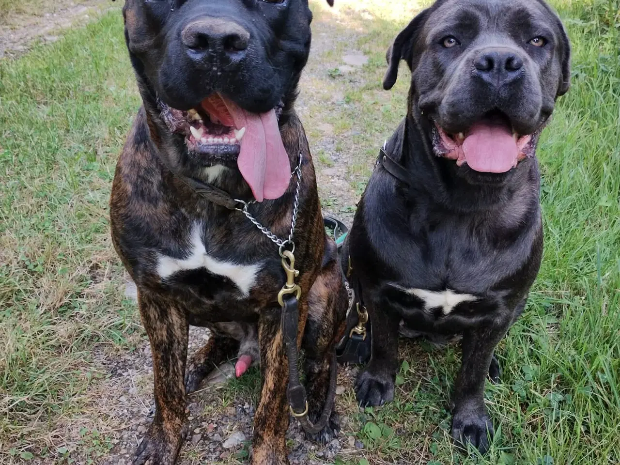 Billede 8 - Cane Corso hvalpe med de sødeste blå øjne 