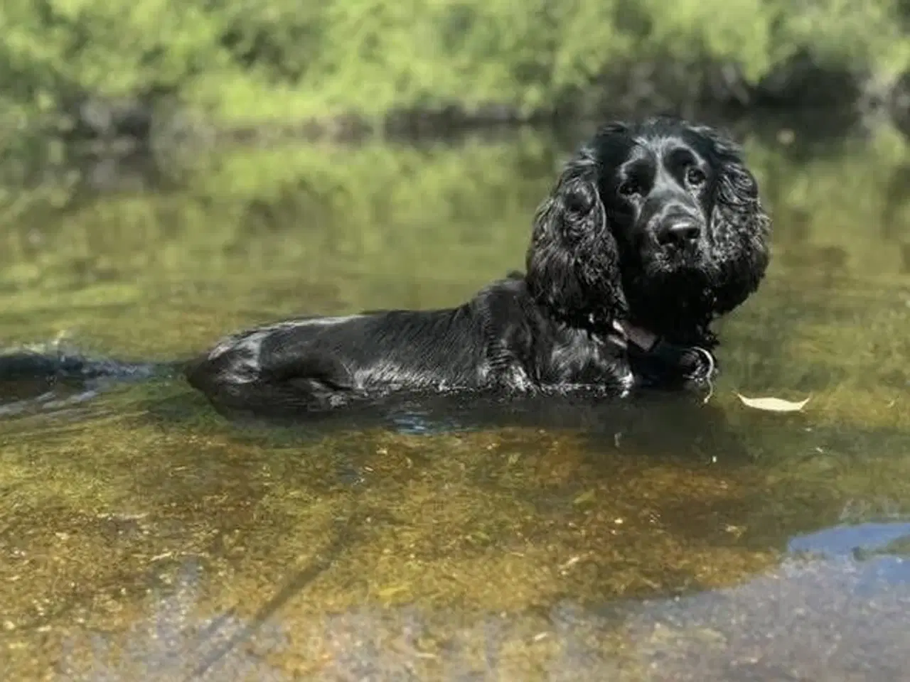 Billede 5 - Skønne cockerspaniel hvalpe 