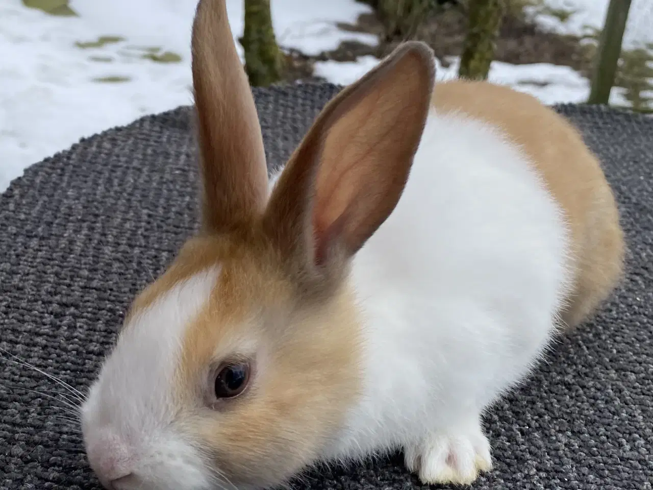 Billede 11 - HOLLÆNDER HAN MADAGASCAR