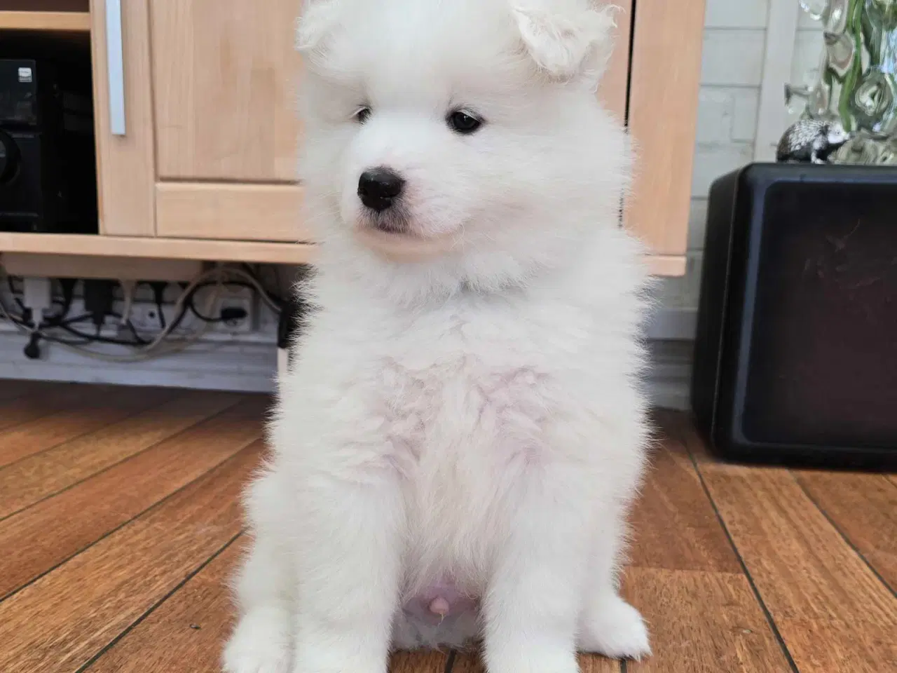 Billede 5 - Samojede hvalp