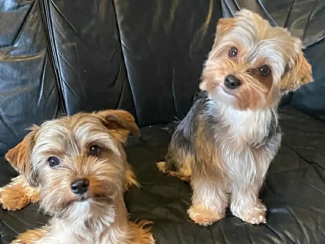 Billede 8 - Yorkshire terrier 