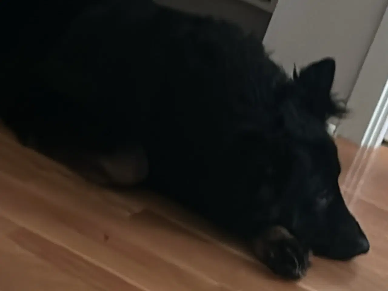 Billede 3 - flot sort schæfer 