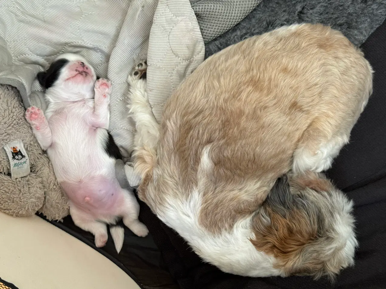 Billede 6 - Ægte Shih Tzu 30. september 2025