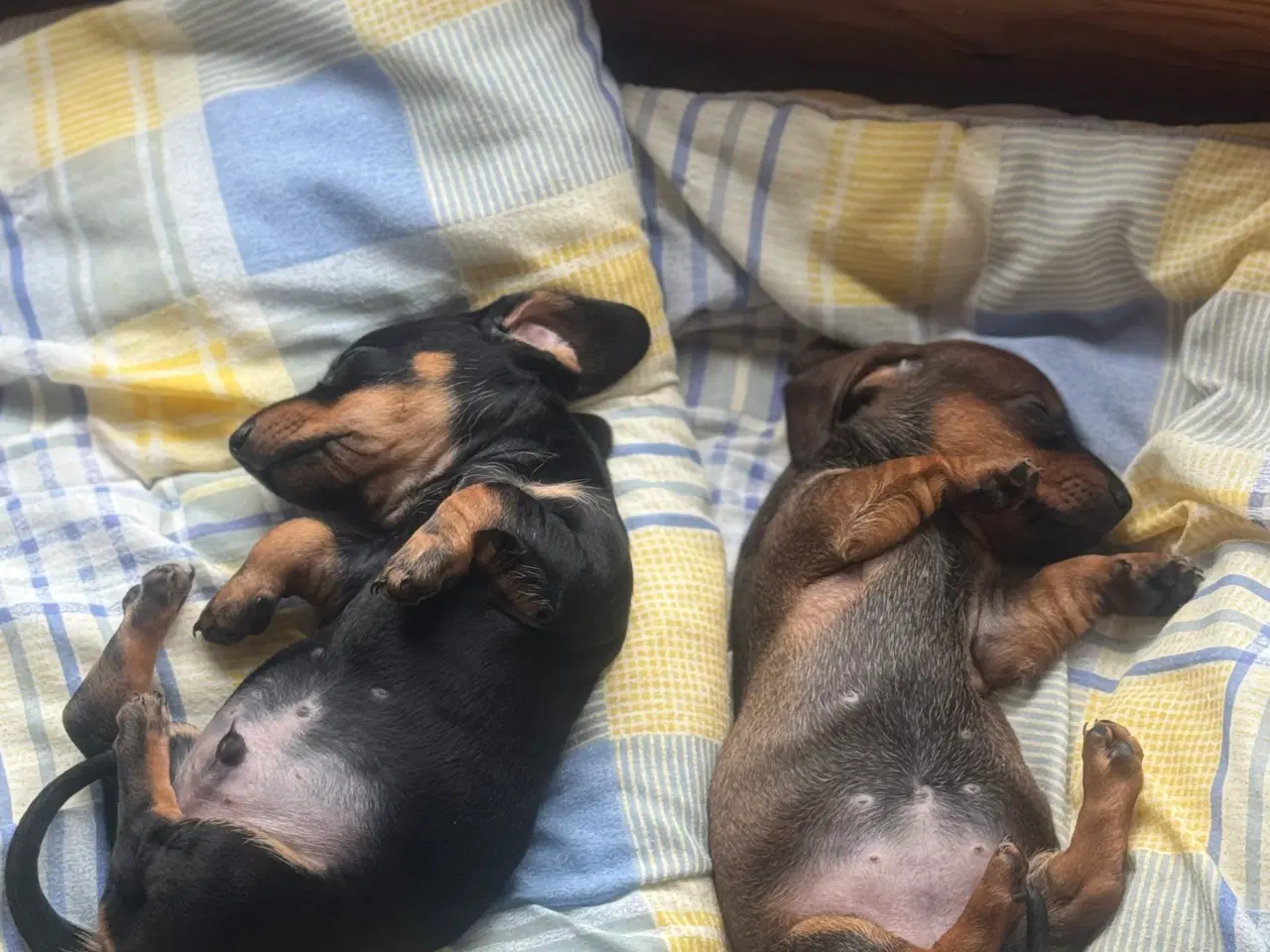 Billede 11 - Sunde og smukke korthårede gravhunde hvalpe 