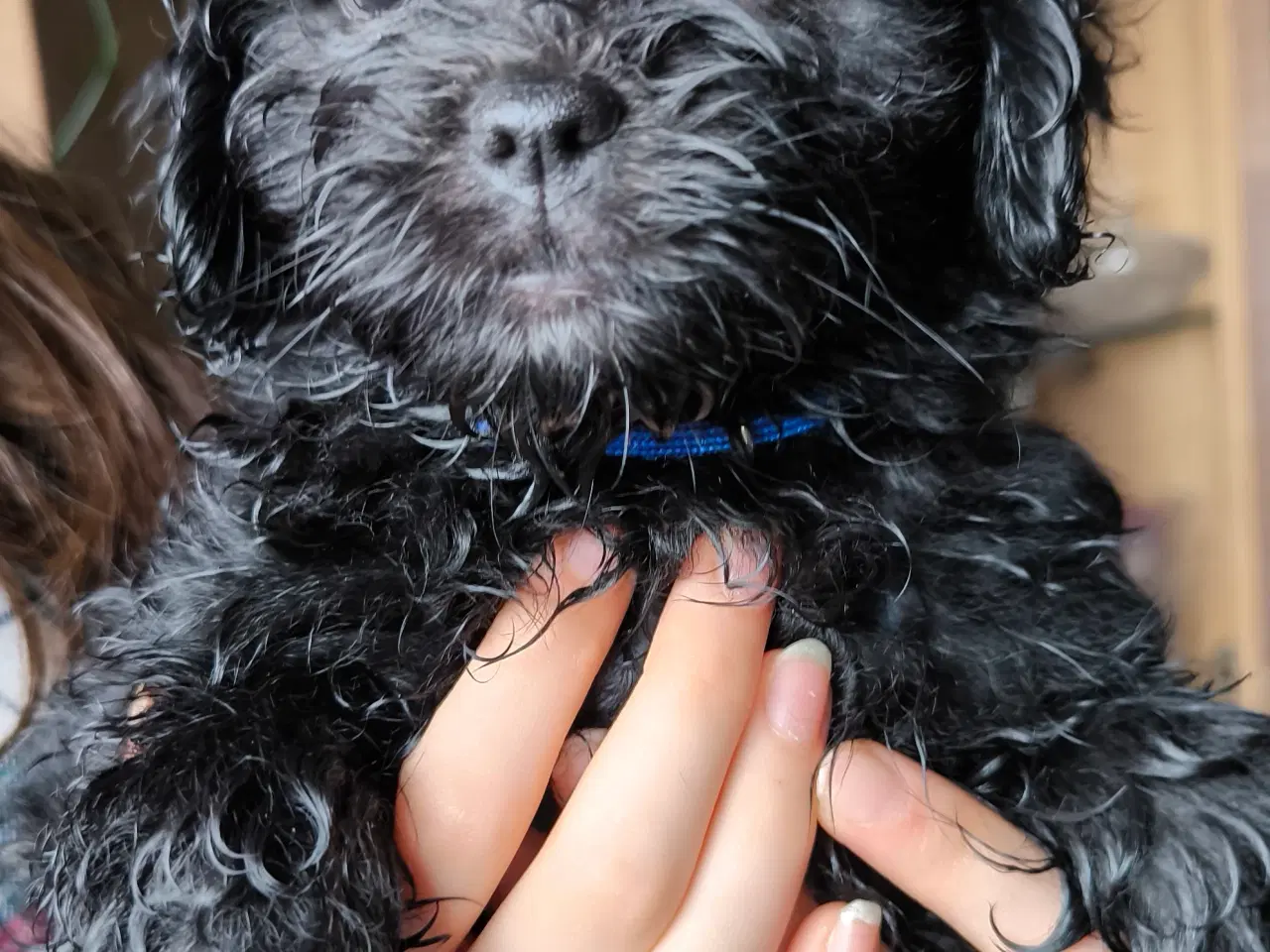 Billede 2 - Puddel/mops