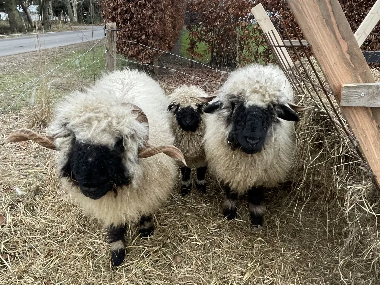 Billede 7 - Flot Valais Blacknose vædderlam 