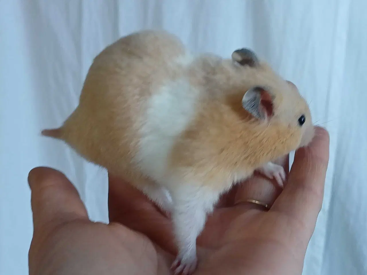 Billede 12 - Guldhamster unger
