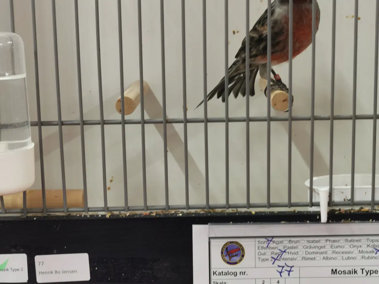 Billede 2 - Kanariefugle sælges