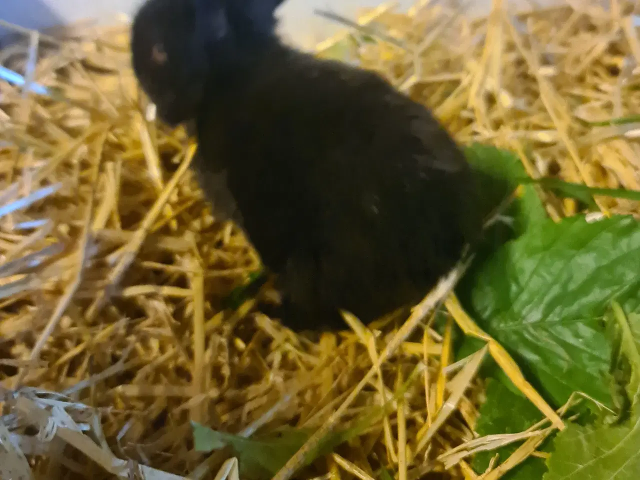 Billede 12 - Mini Lop, kanin unger 