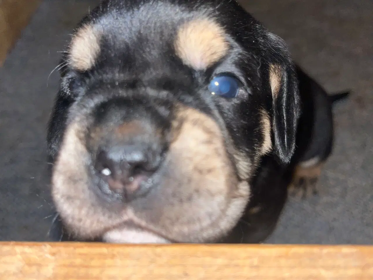 Billede 2 - Engelsk Cocker spaniel og engelsk bulldog blanding