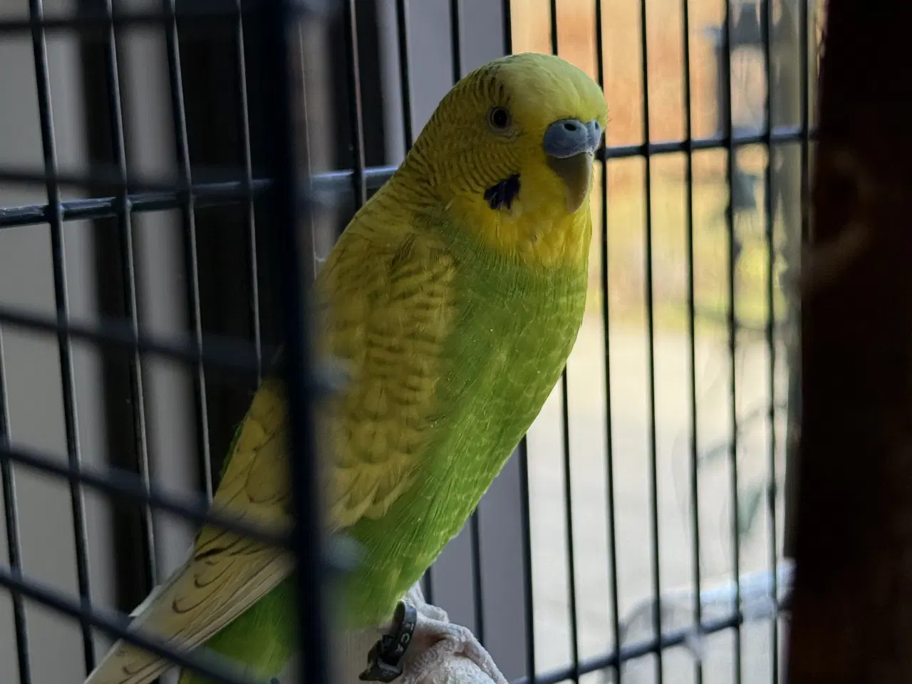 Billede 1 - Gratis fugl bortgives 🦜