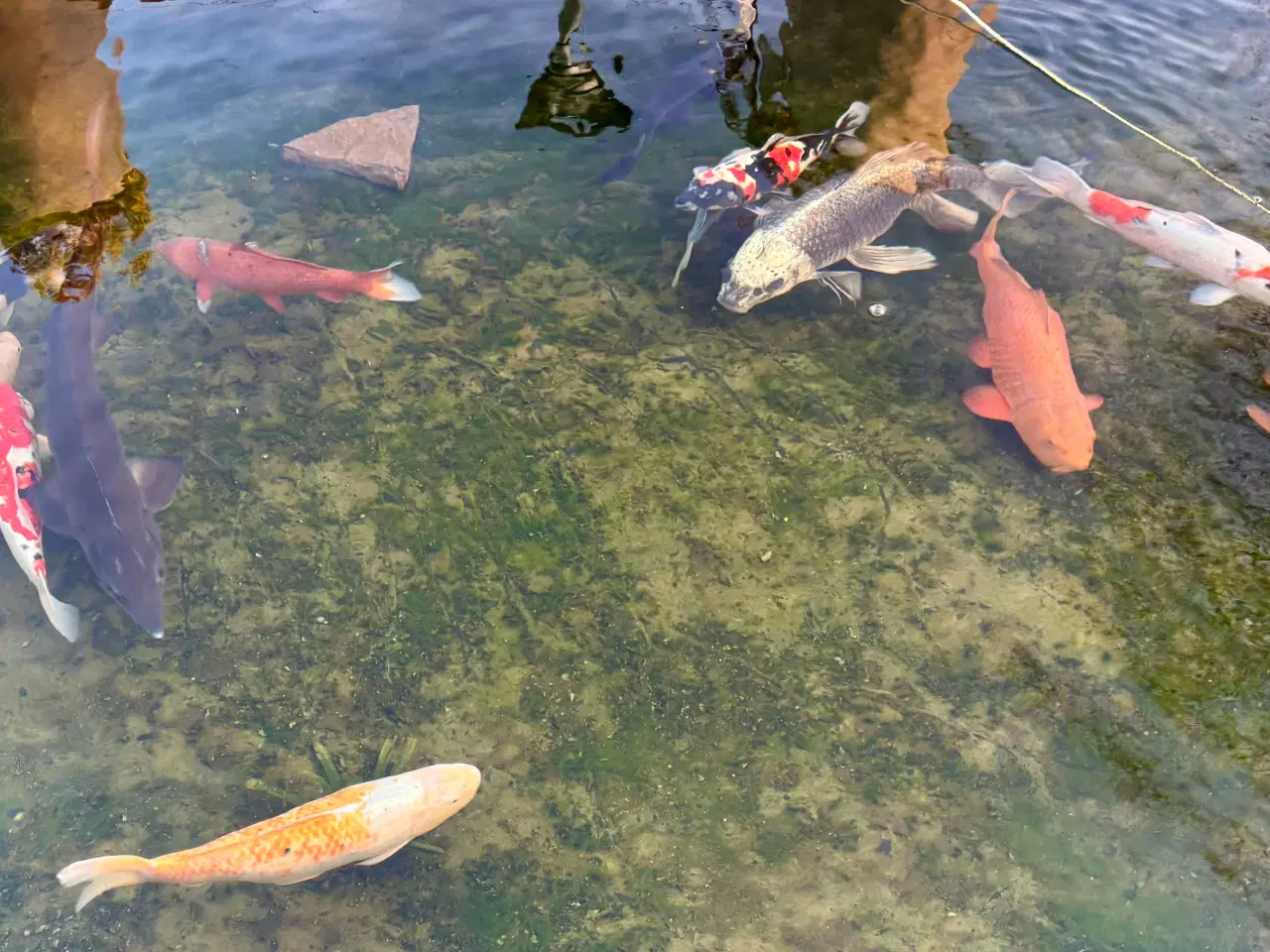 Billede 5 - Koi karper sælges billigt