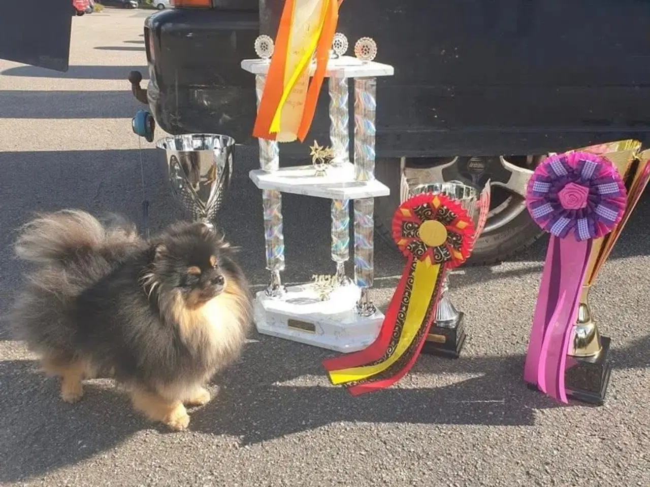 Billede 5 - Smuk lille Pomeranian tæve 