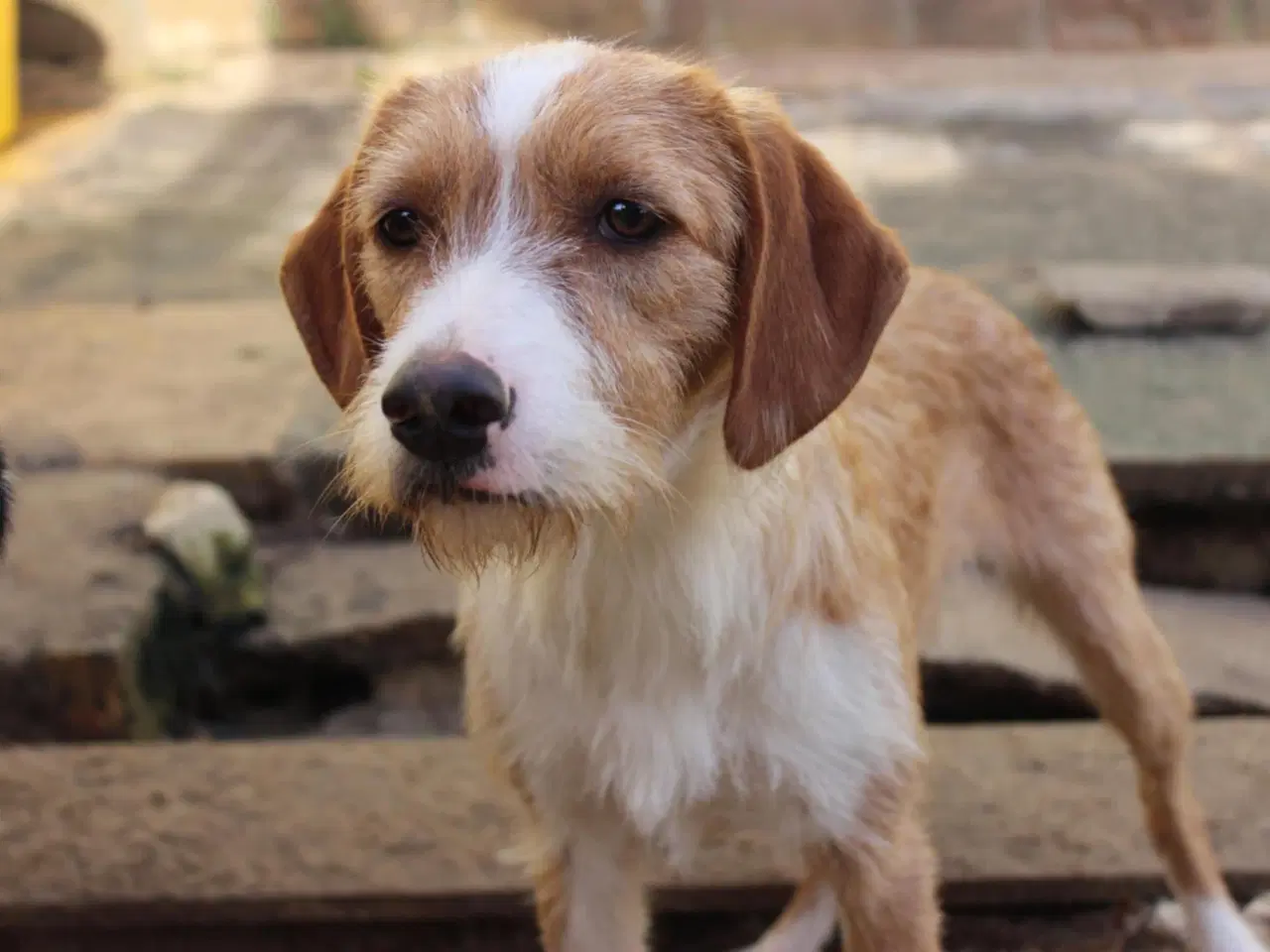 Billede 1 - Cairo søger sin helt egen familie