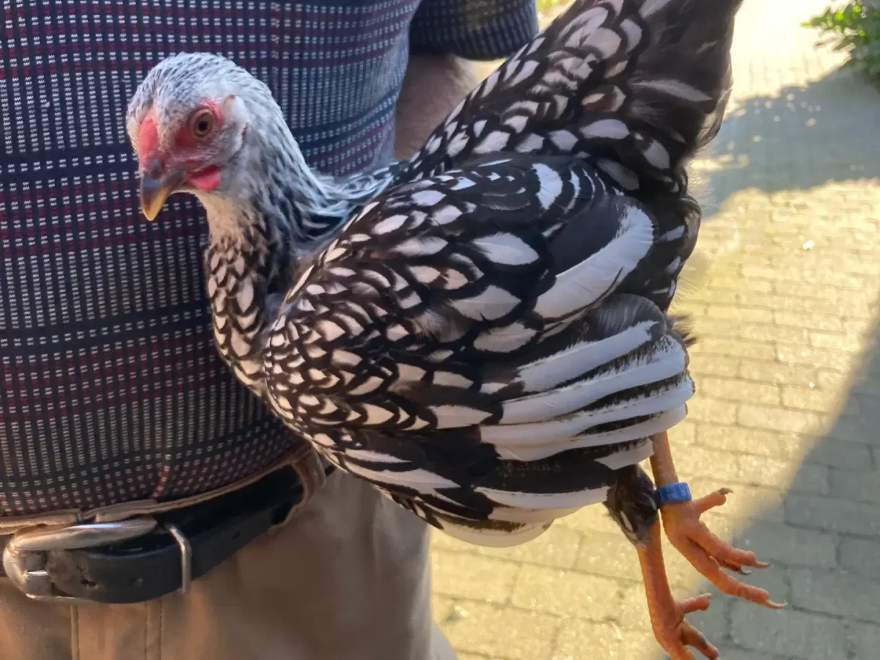 Billede 1 - Rugeæg af sølv sortrandet