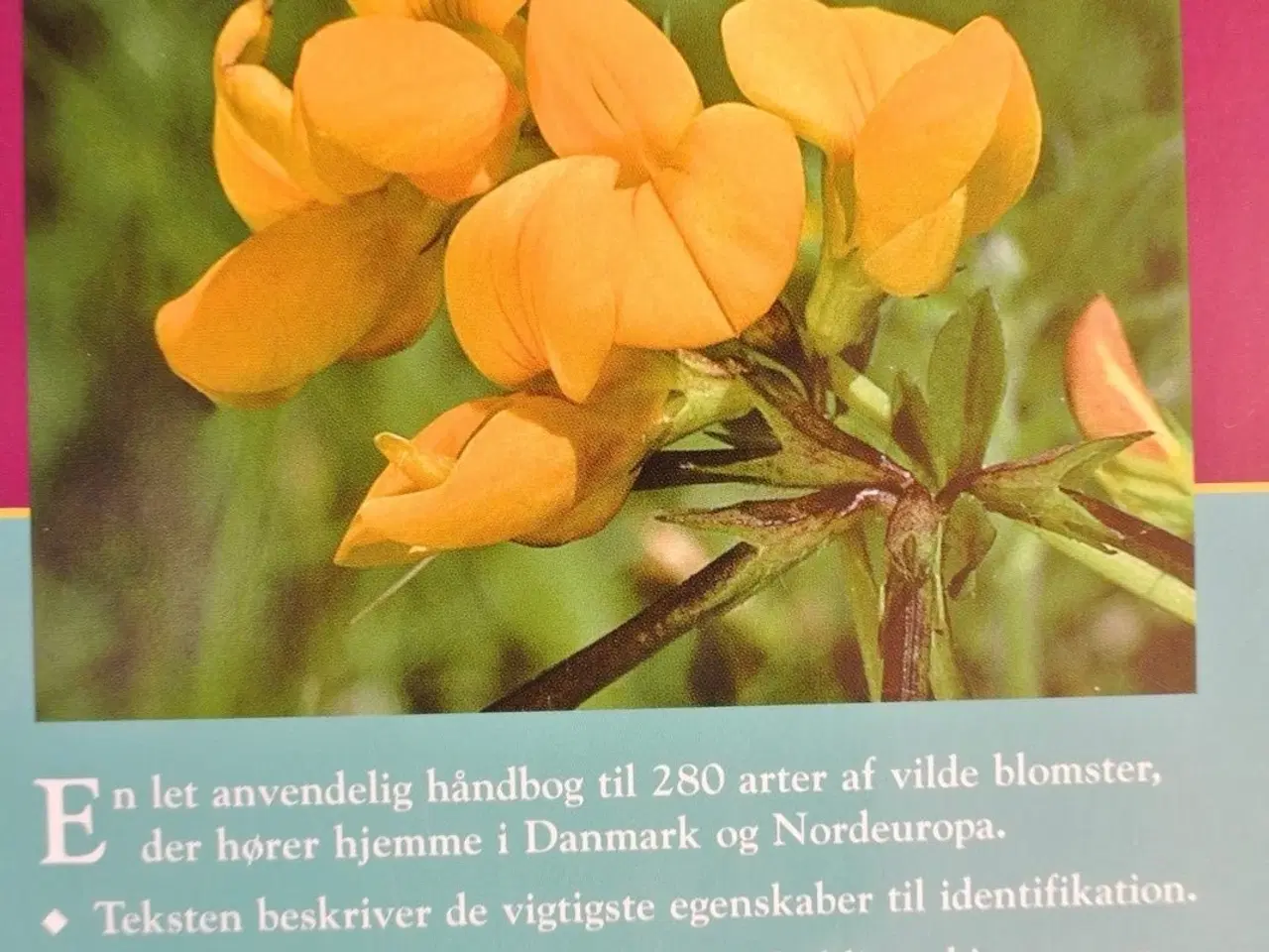 Billede 3 - en naturhåndbog til vilde blomster i danmark og no