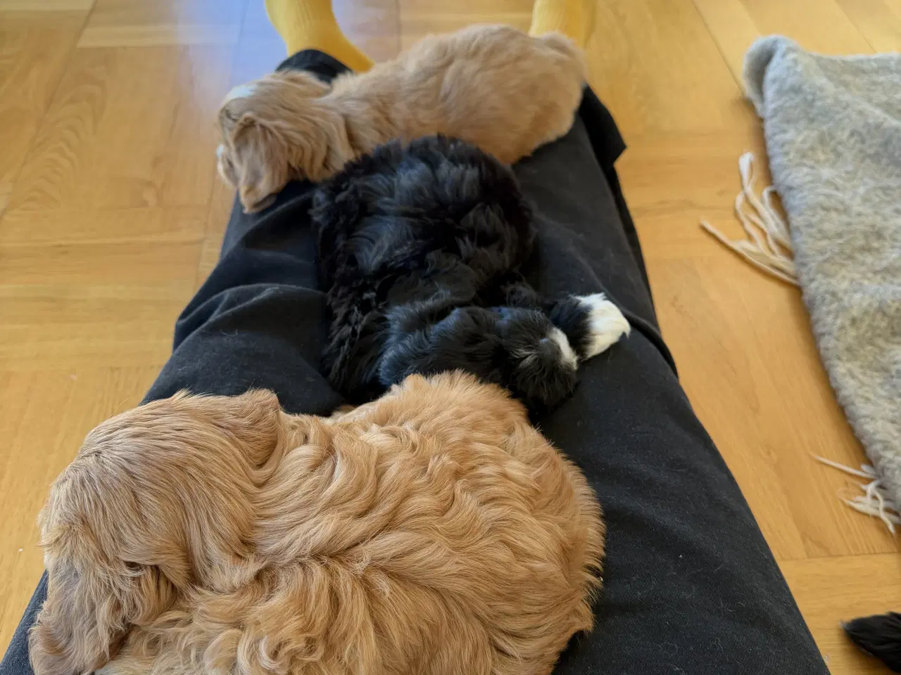 Billede 8 - Shihpoo / shih tzu blandet med puddel 