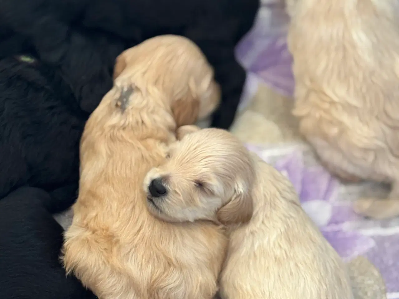 Billede 13 - Toy Cockapoo Doodle / Labradoodle