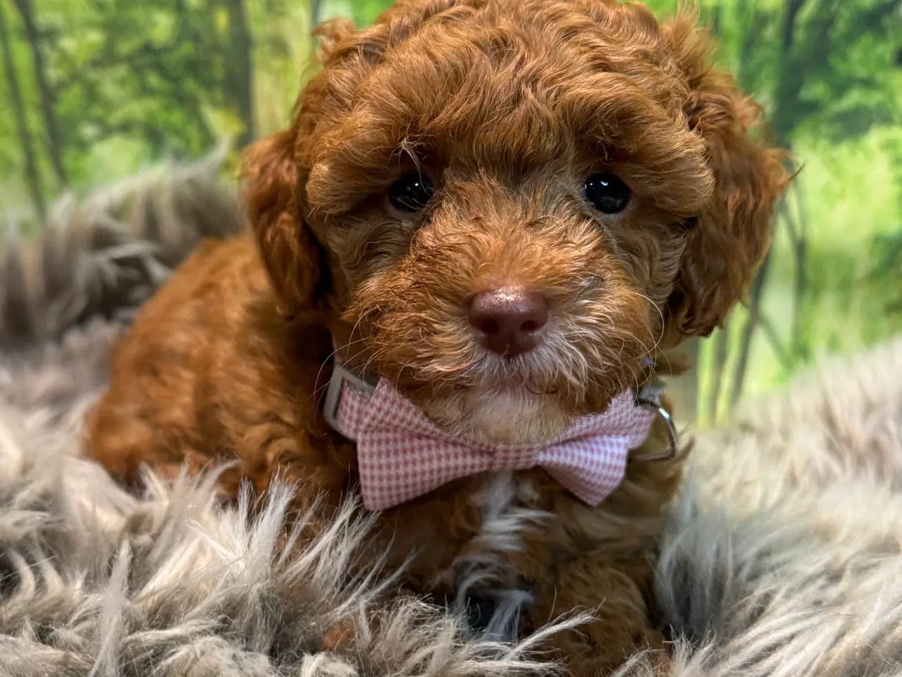Billede 1 - Maltipoo  