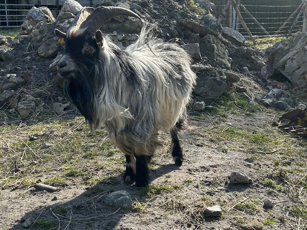 Billede 1 - Dværgged 