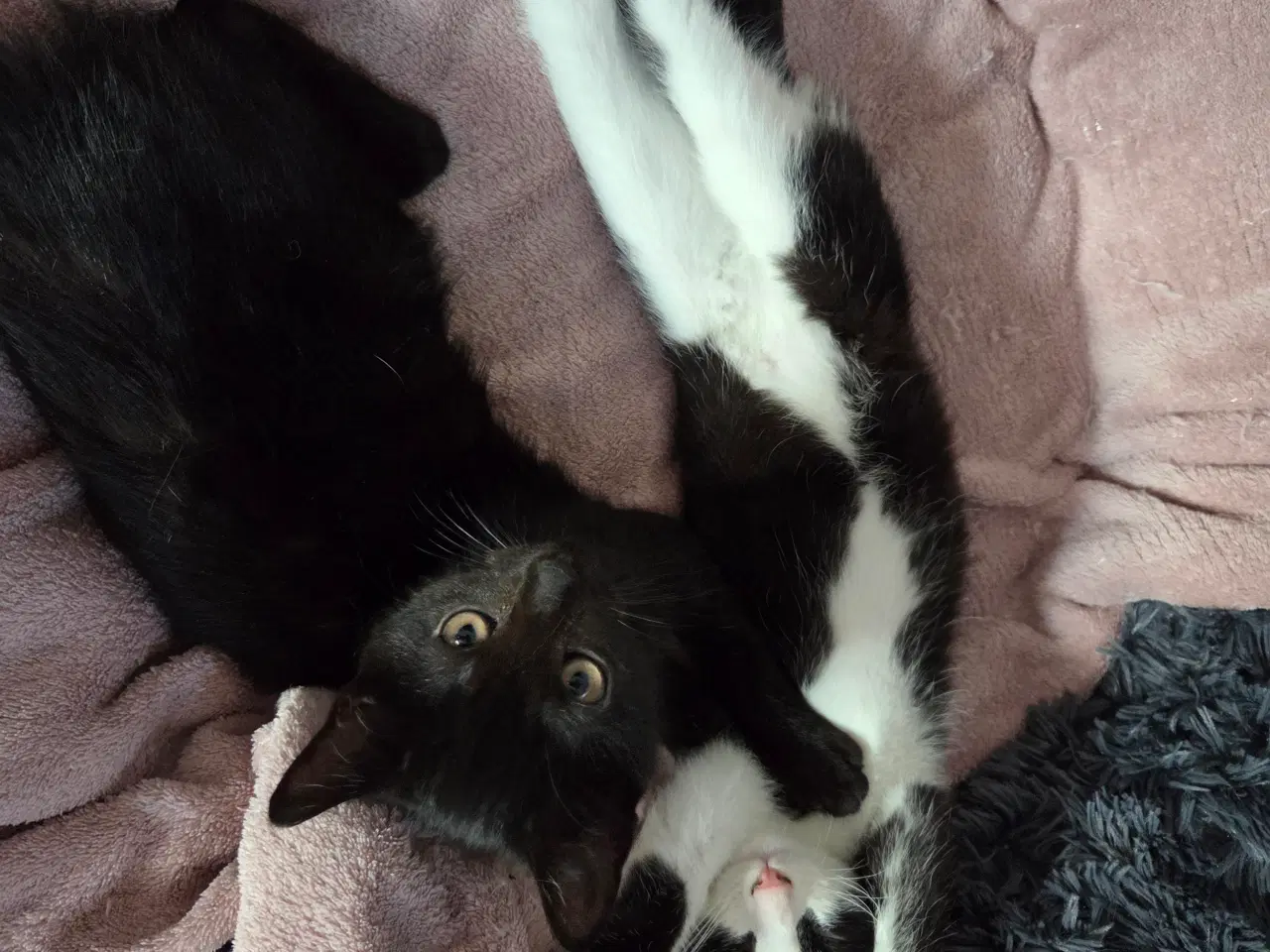 Billede 7 - Killinger søger nyt hjem