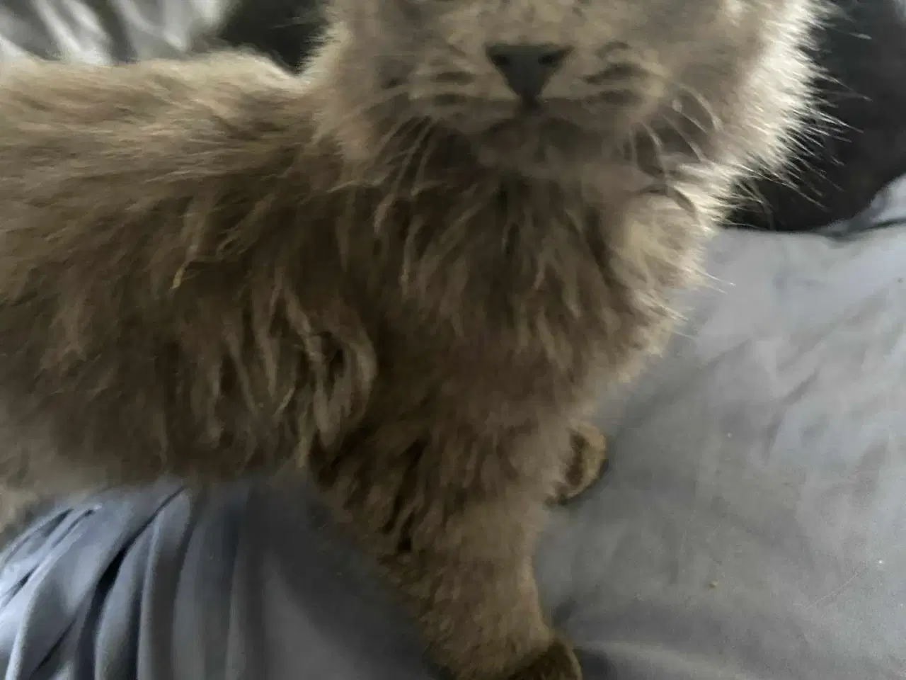 Billede 2 - Langhåret killing 