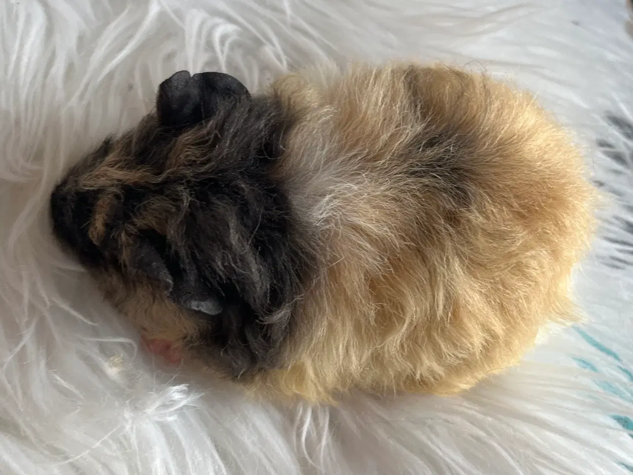 Billede 3 - Hun unge