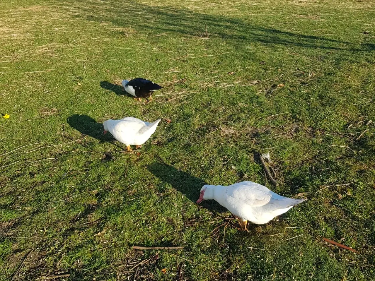 Billede 2 - Slagtede gæs til salg i zone Varde. 