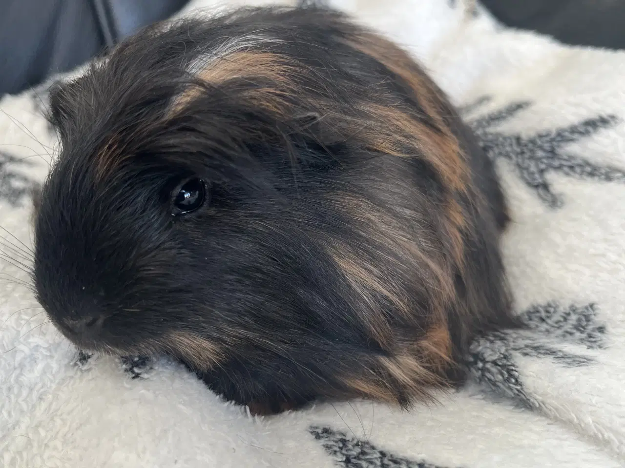 Billede 1 - Marsvin, unge, han