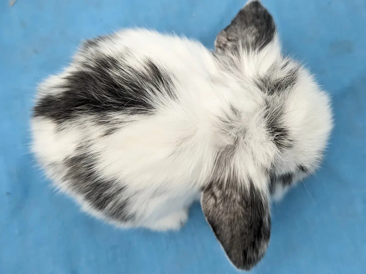 Billede 5 - Minilop kaninunge sælges