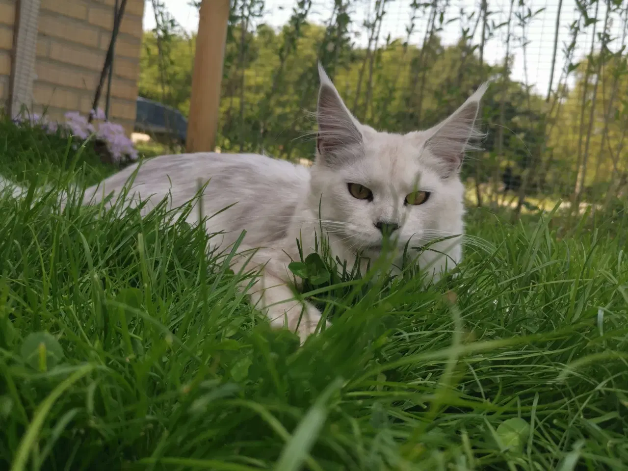Billede 2 - Mainecoon pige 