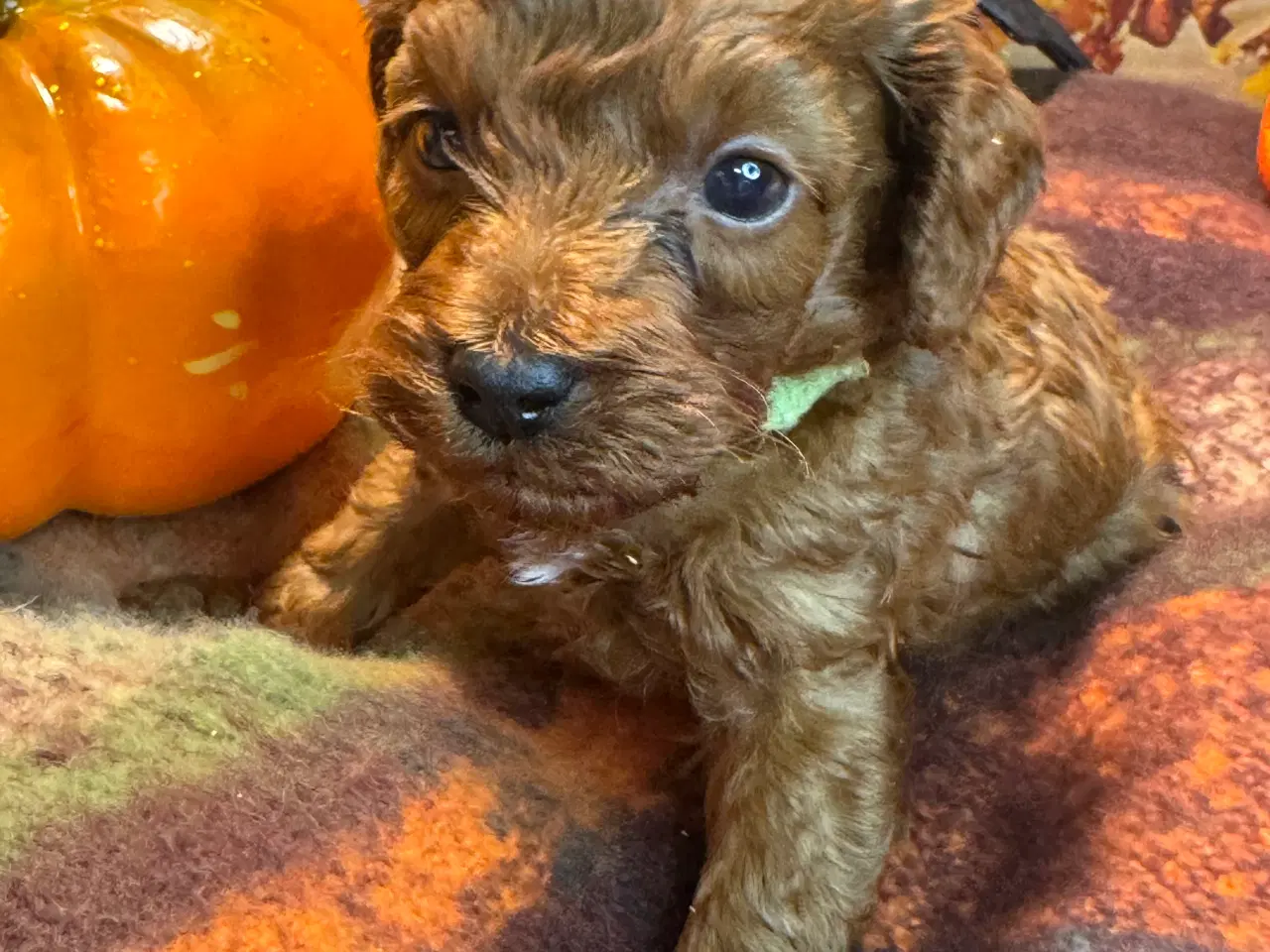 Billede 2 - Mini Amerikansk Cockapoo