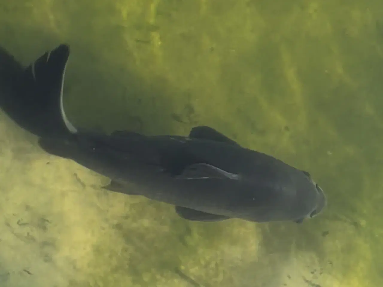Billede 9 - Super tamme Koi karper 