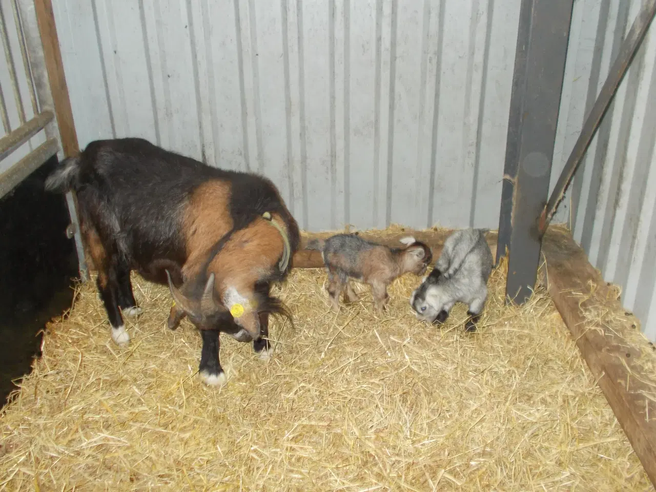 Billede 4 - afrikansk dværgged