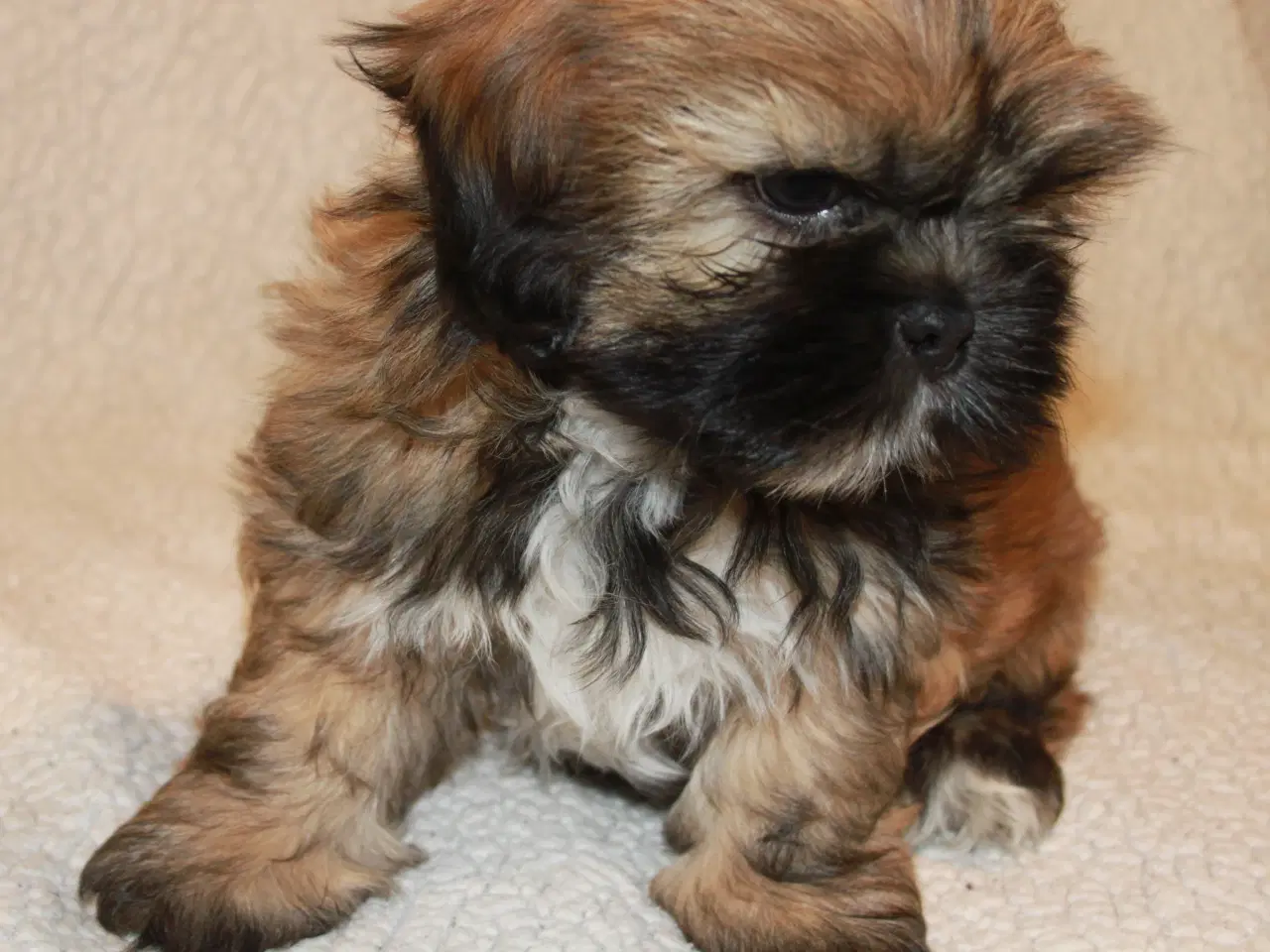 Billede 2 - Lhasa Apso hvalp