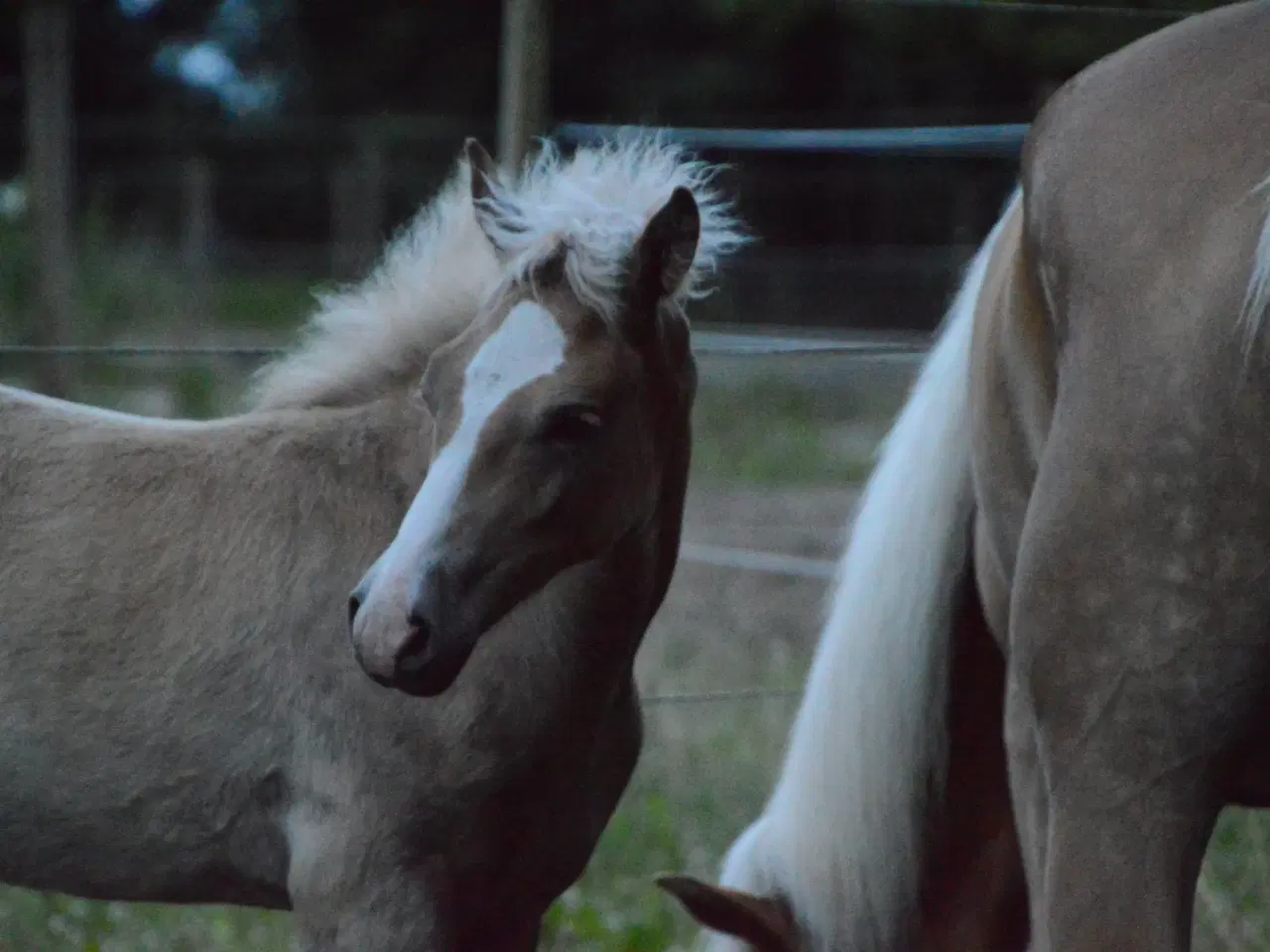 Billede 5 - Haflinger føl til salg