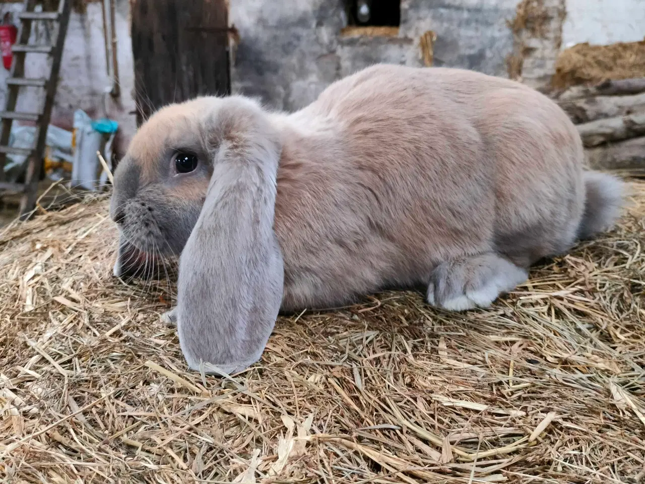 Billede 1 - Fransk vædder 