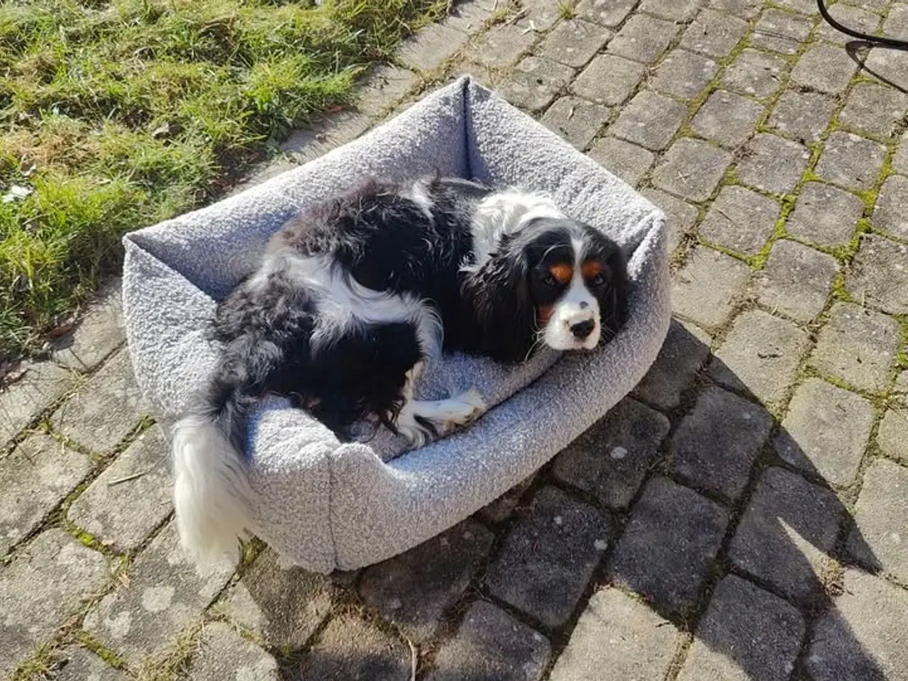 Billede 1 - Norddog hundekurv / hundeseng