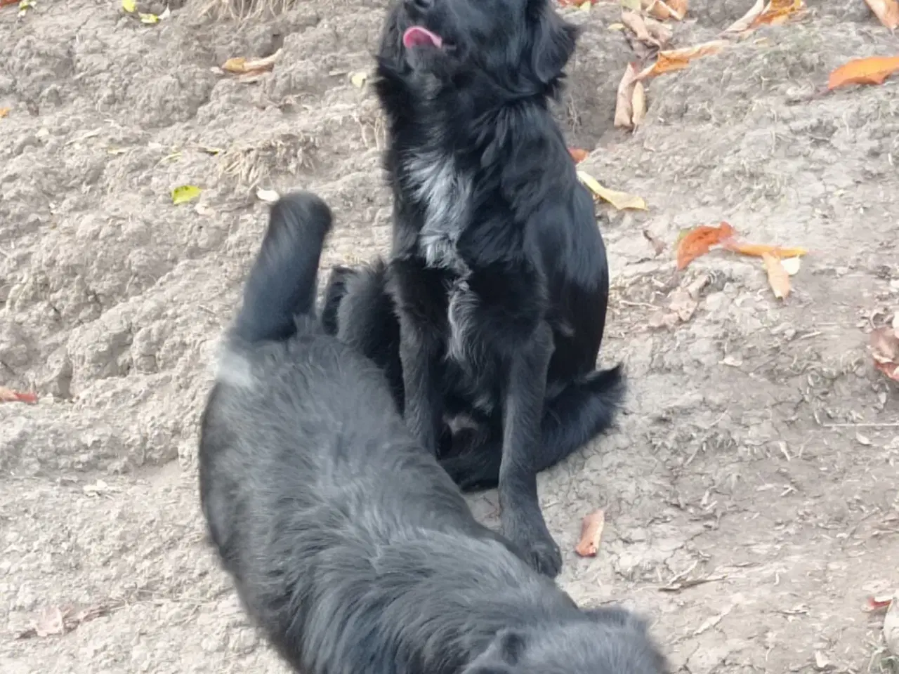 Billede 10 - Astrid fra A-holdet - Mild og kærlig