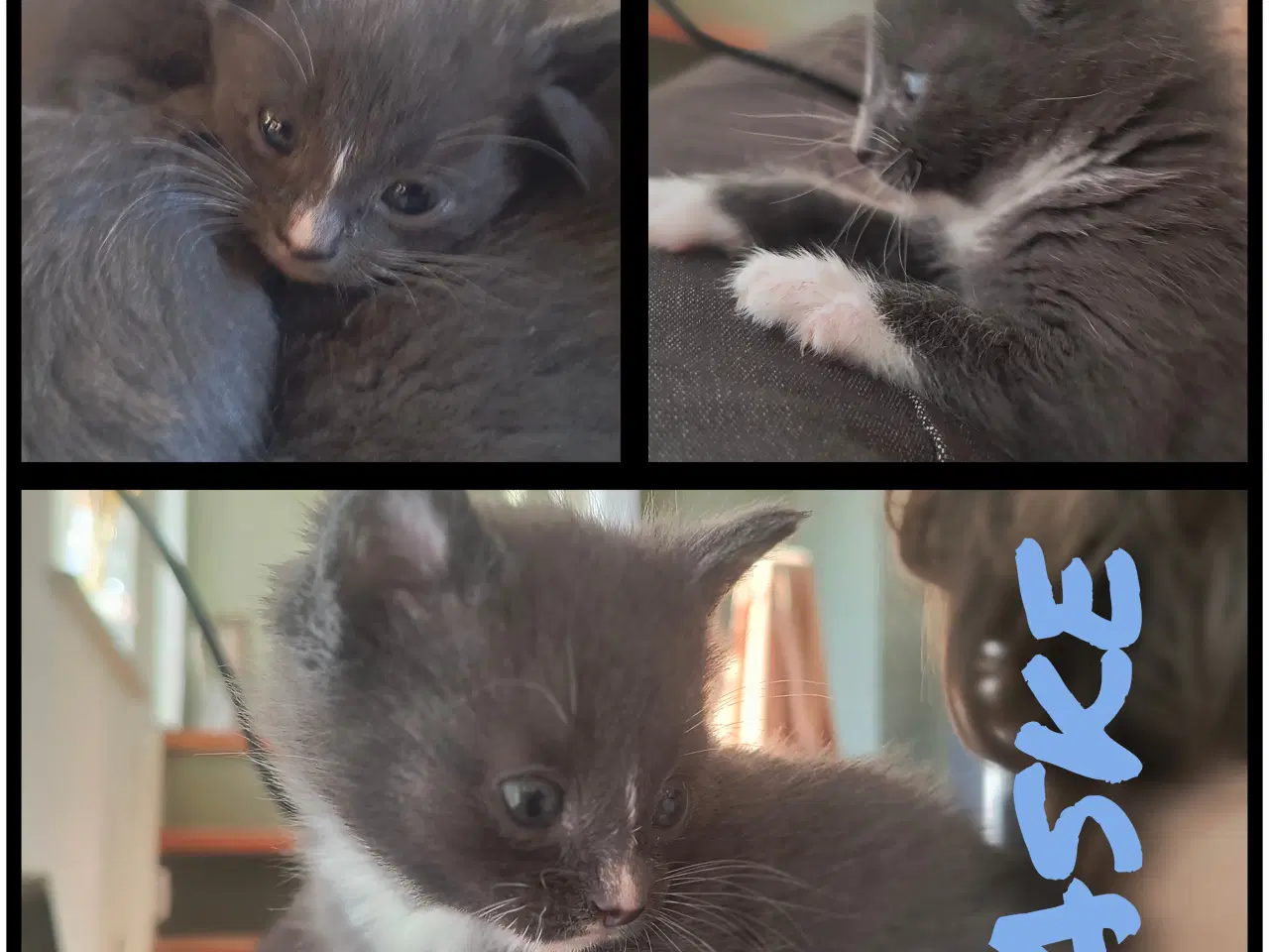 Billede 3 - British Shorthair, Siameser, Hellig Birma mix