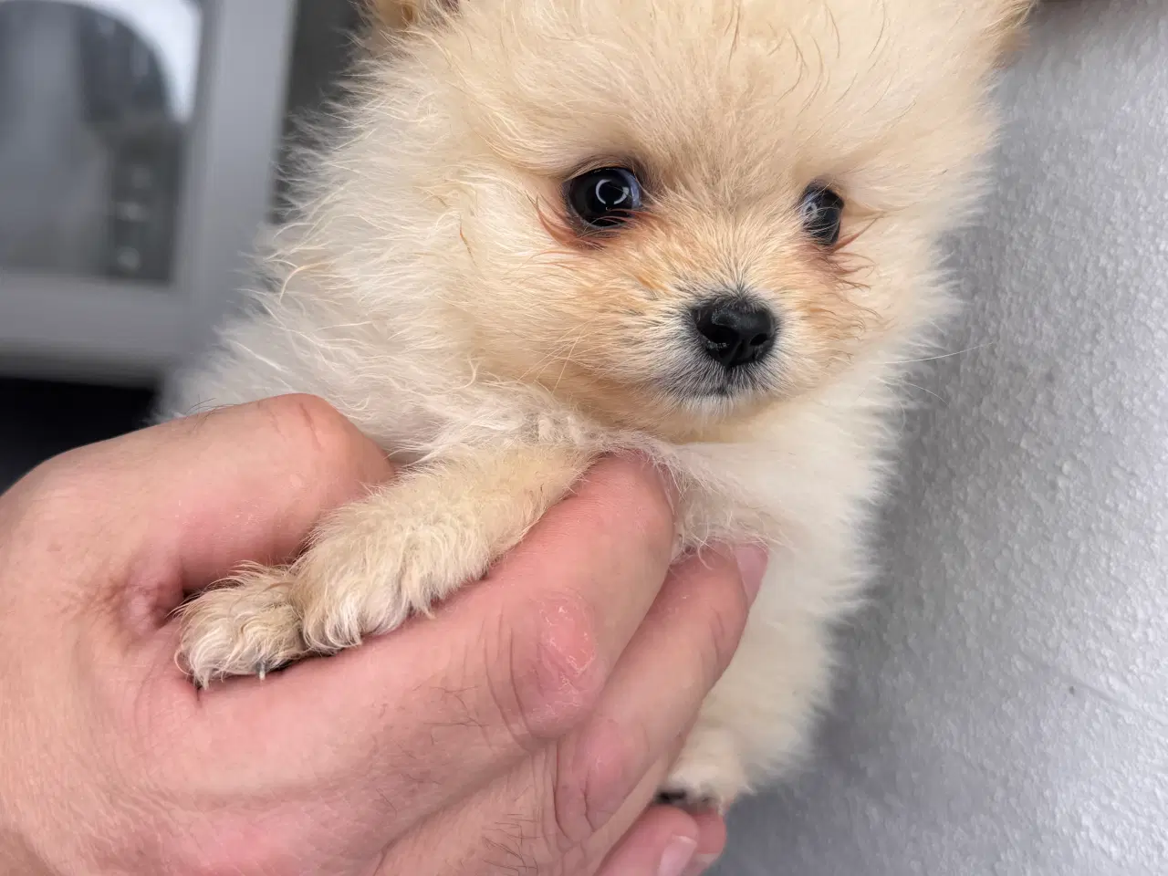 Billede 2 - Pomeranian 