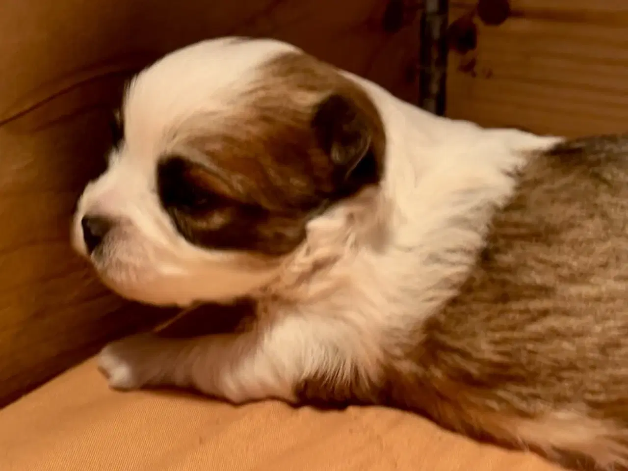 Billede 5 - Biewer Yorkshire terrier / Bolognese