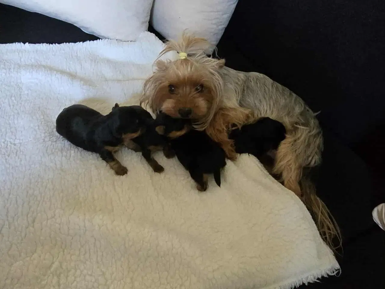 Billede 4 - 2 dreng og 2 pige Yorkshire Terrier
