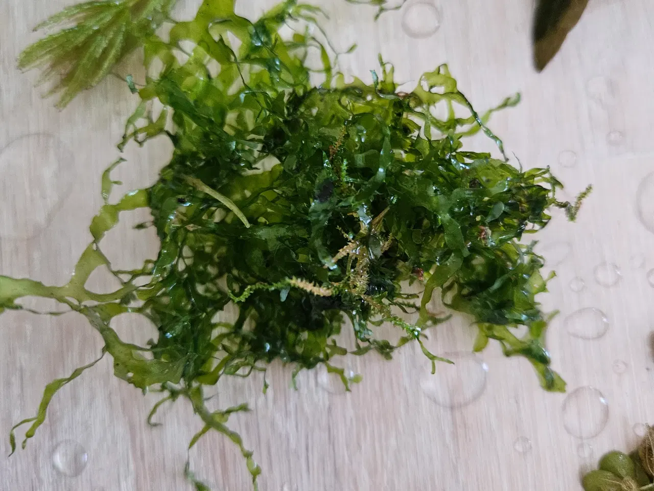 Billede 4 - Akvarie planter